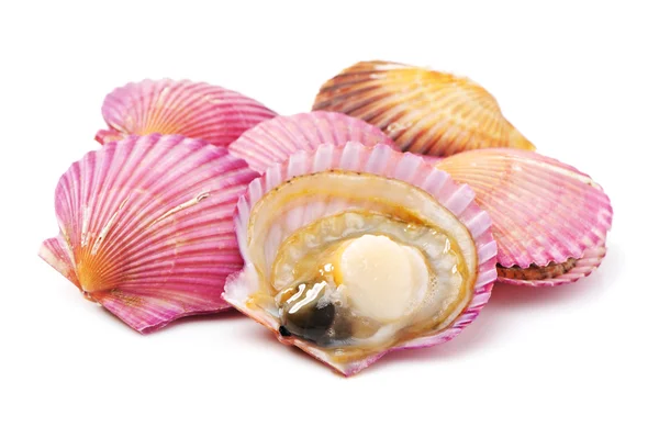Raw clams in shell — Stock Photo, Image