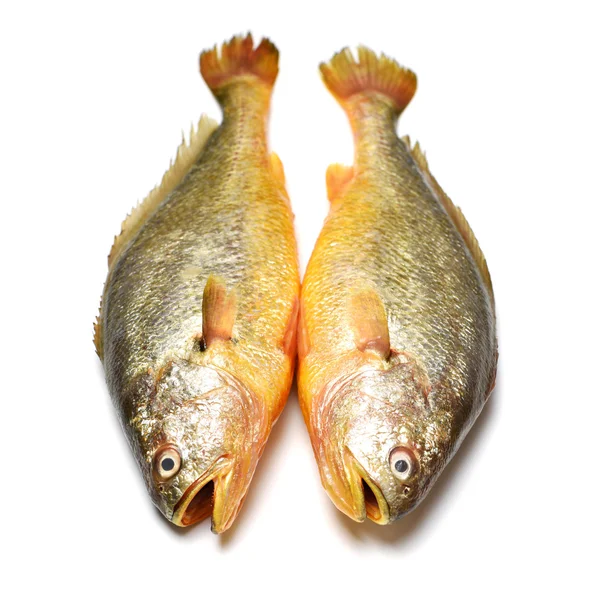 Zwei ganze rohe Fische — Stockfoto