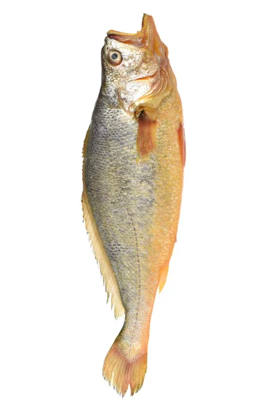 Helt rå fisk — Stockfoto
