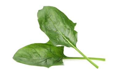 İki yeşil kuzukulağı yaprak