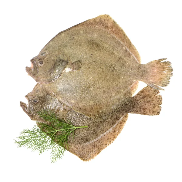 Two raw flounders with herb — Stock Photo, Image