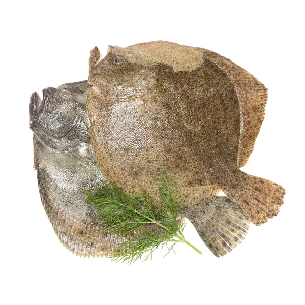 Two raw flounders with herb — Stock Photo, Image