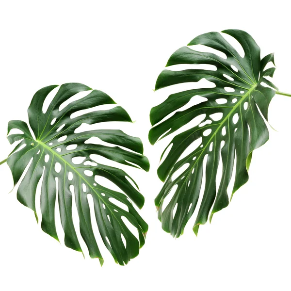 Grote groene blad van monstera plant — Stockfoto