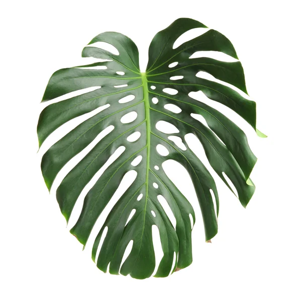 Folha verde grande de planta monstera — Fotografia de Stock