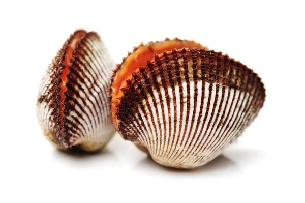 Two raw clams in shell — Stock Photo, Image