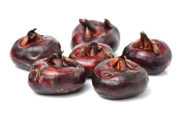 कोरडे गुलाबी chestnuts — स्टॉक फोटो, इमेज