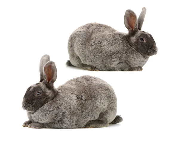 Dwa słodkie króliki szary — Zdjęcie stockowe