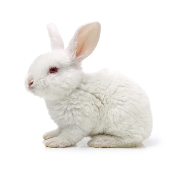 Cute white young rabbit — Stock Photo, Image