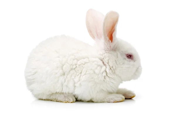 Lindo conejo joven blanco —  Fotos de Stock