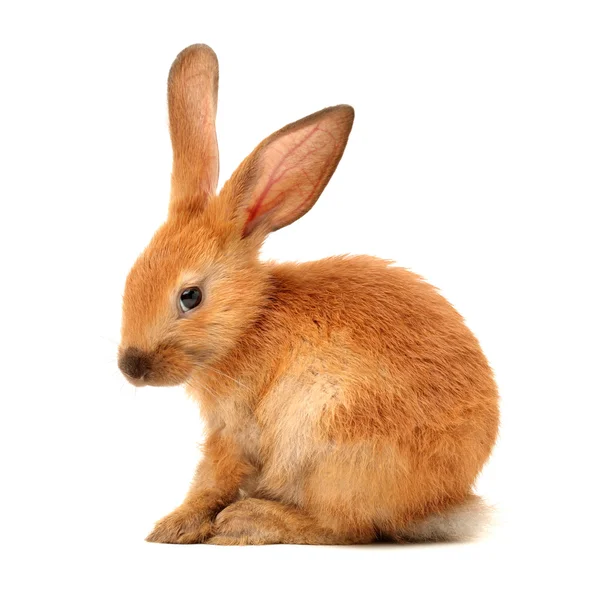 Cute young brown rabbit — Stock Photo, Image