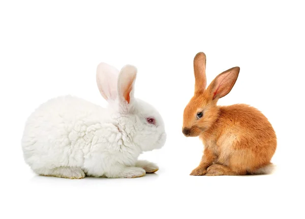 Two cute young rabbits — Stock Photo, Image