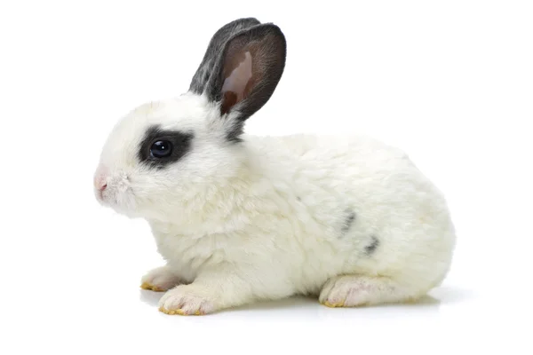Cute young black and white rabbit — Stock Photo, Image