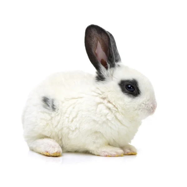 Mignon jeune lapin noir et blanc — Photo
