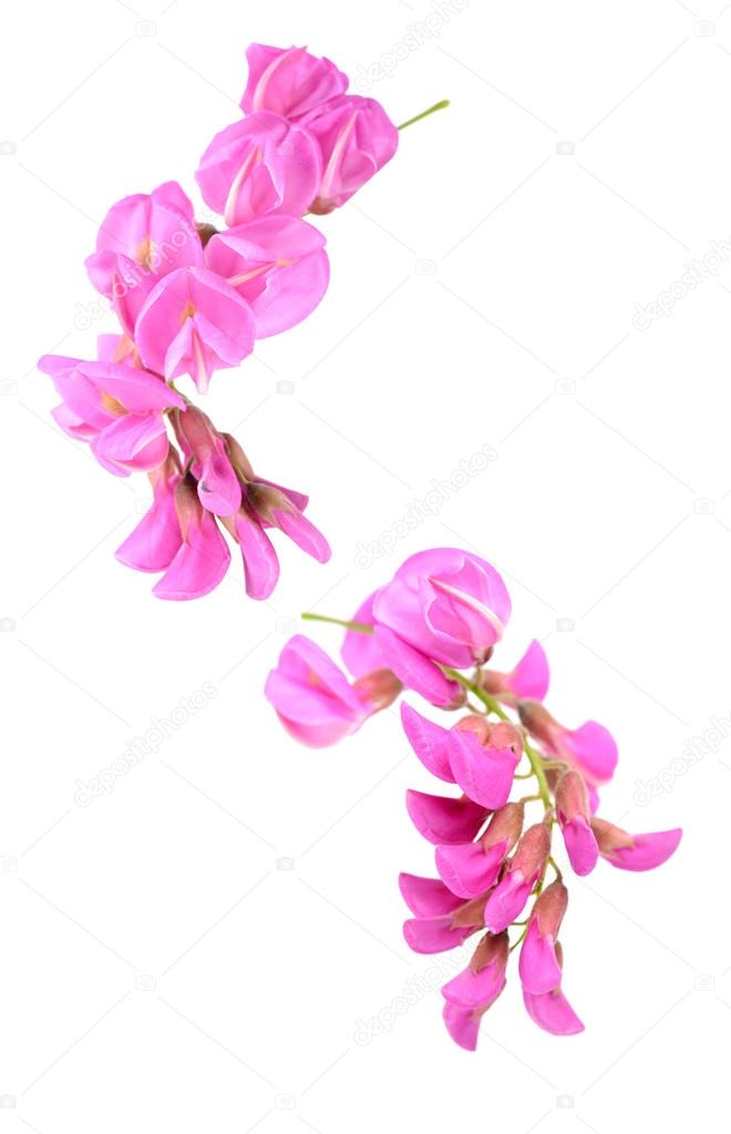 jianghongyan
