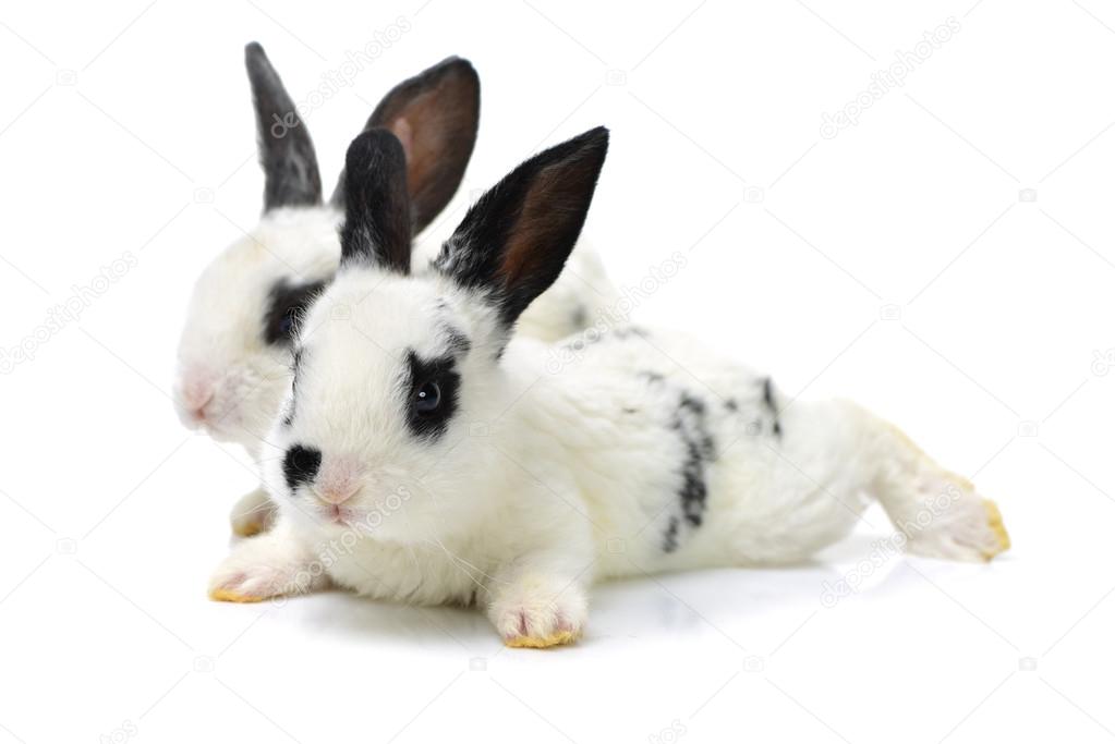 Two cute young rabbits
