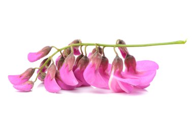 Pembe akasya çiçekler dal üzerinde