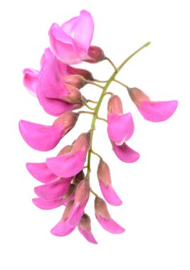 Pembe akasya çiçekler dal üzerinde