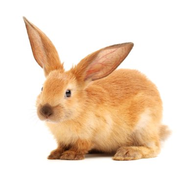 Sevimli genç kahverengi tavşan