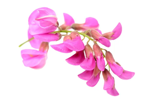 Flores de acacia rosa en ramita — Foto de Stock