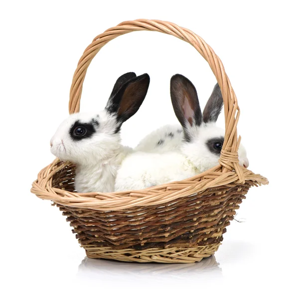 Jeunes lapins dans le panier de paille — Photo
