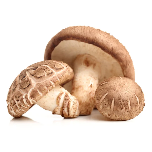 Champignons entiers bruns crus — Photo