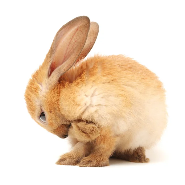 Söt ung brun kanin — Stockfoto