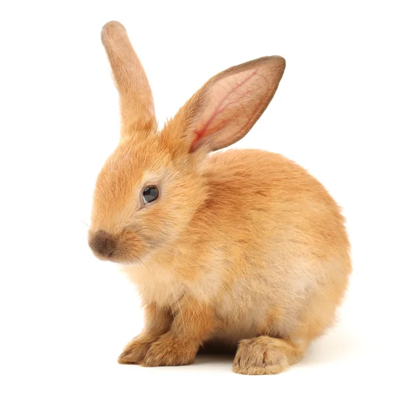 Cute young brown rabbit — Stock Photo, Image