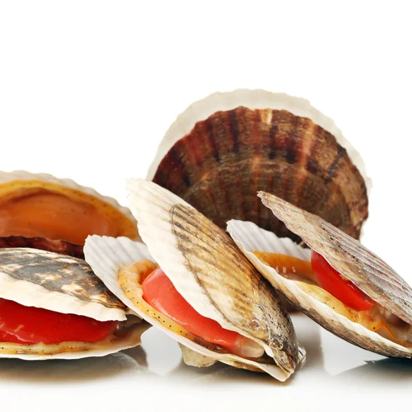Raw clams with shell — Stock Photo, Image