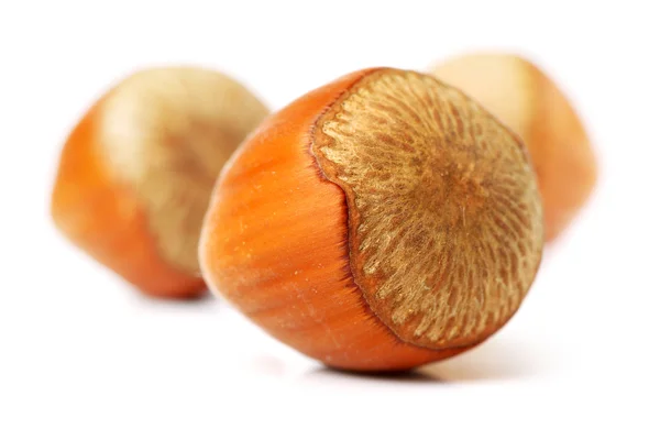 Dry hazelnuts with shell — Stock Photo, Image