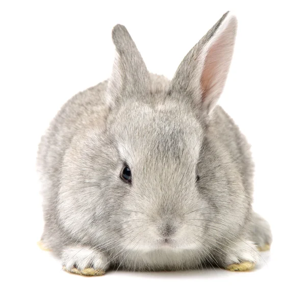 Coelho cinzento bonito — Fotografia de Stock