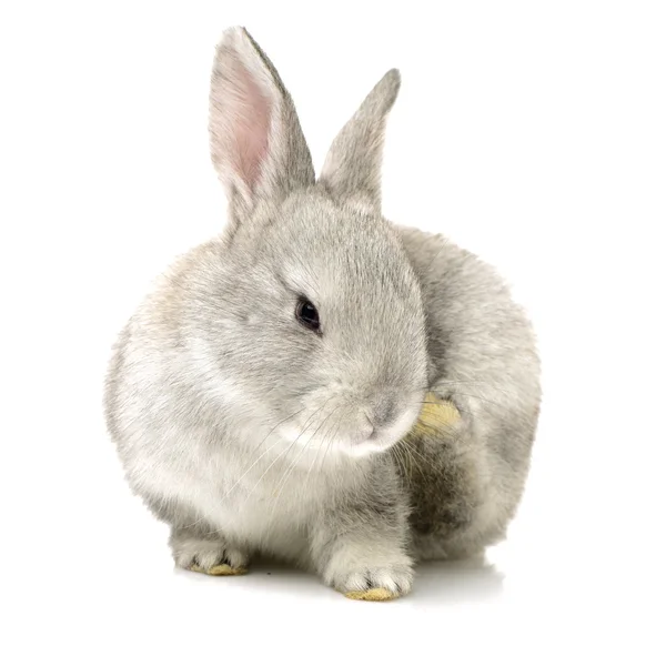 Cute grey rabbit — Stock Photo, Image