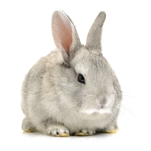 Милий кролик сірий — стокове фото