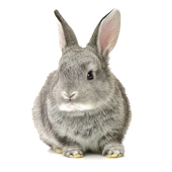 Милый серый кролик — стоковое фото