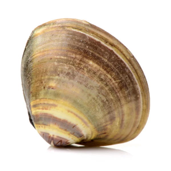 Raw clam in shell — Stock Photo, Image