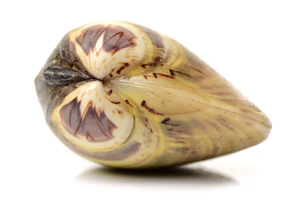 Raw clam in shell — Stock Photo, Image