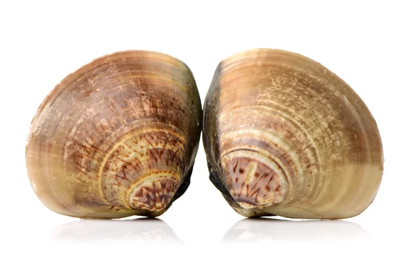 Råa musslor i skal — Stockfoto