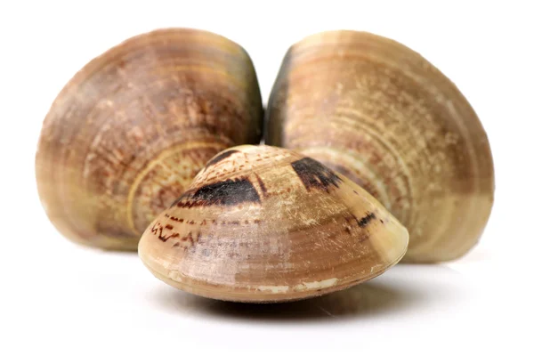 Сырые моллюски в раковинах — стоковое фото