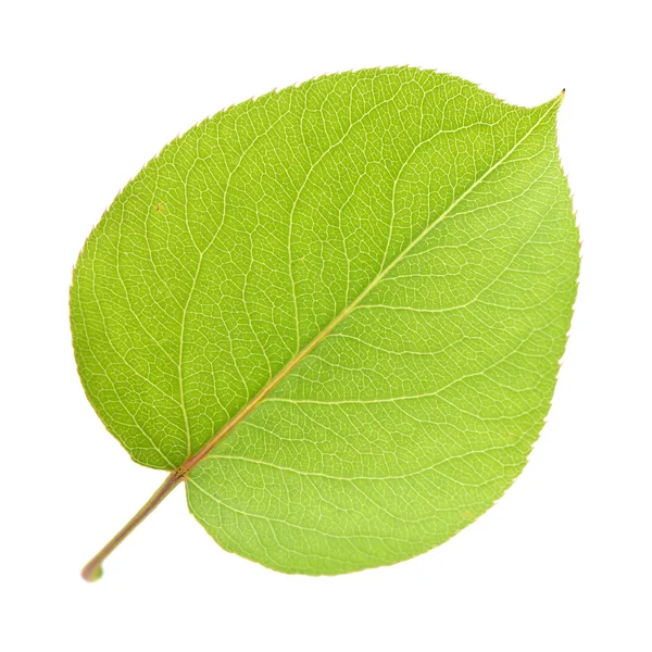 Green Leaf on white — Stock Photo, Image