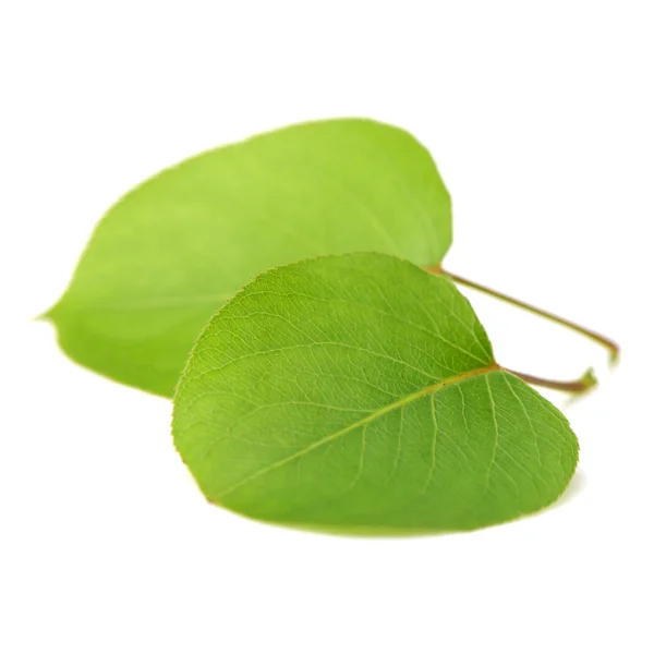 Зелене листя на білому — стокове фото