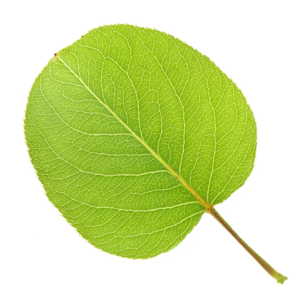 Green Leaf on white — Stock Photo, Image