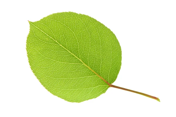 Green Leaf on white — Stock Photo, Image