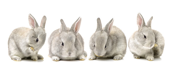 Set of cute gray rabbits