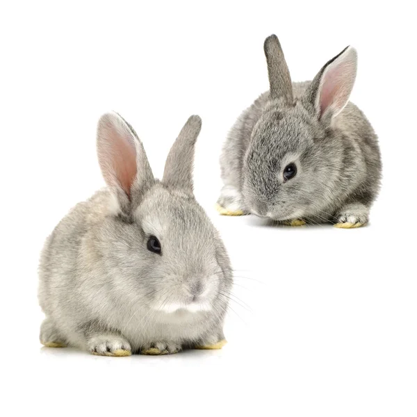 İki sevimli gri tavşan — Stok fotoğraf