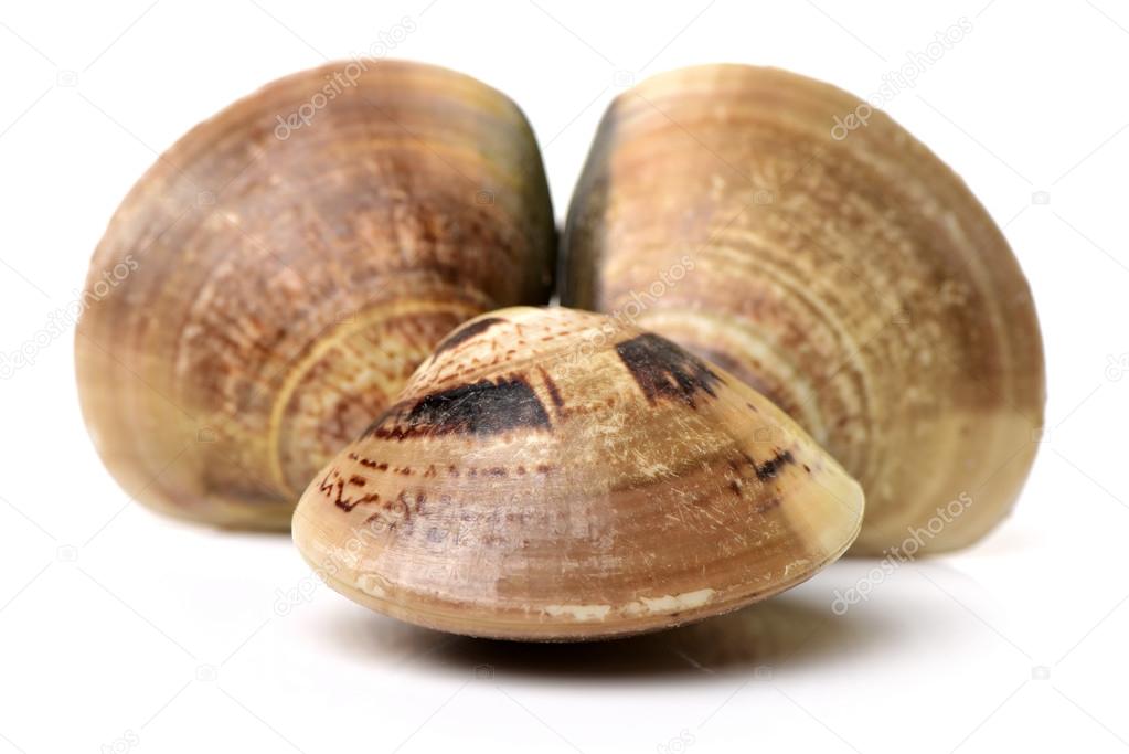 Raw clams in shells