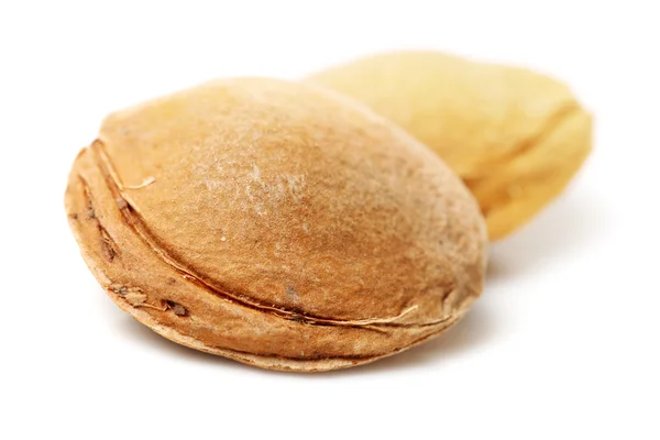 Two dry apricot seeds — Stock Photo, Image