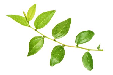 Beyaz yeşil yapraklar