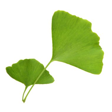 Ginkgo biloba taze yapraklar 