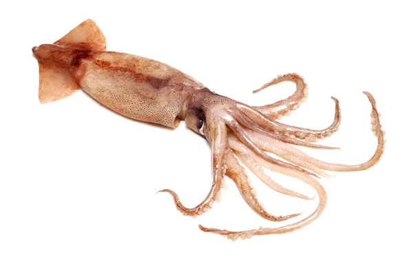 Whole raw squid — Stock Photo, Image