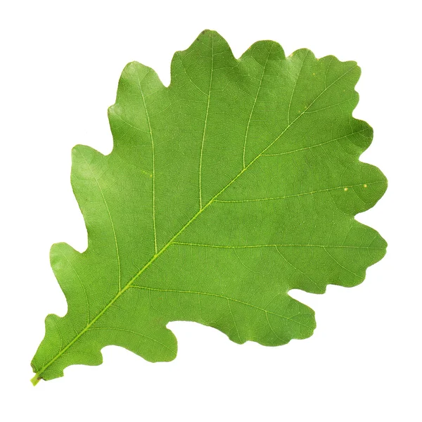 Green Leaf on white — Stock Photo, Image