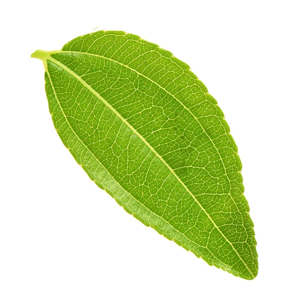 Green Leaf on white — Stock Photo, Image